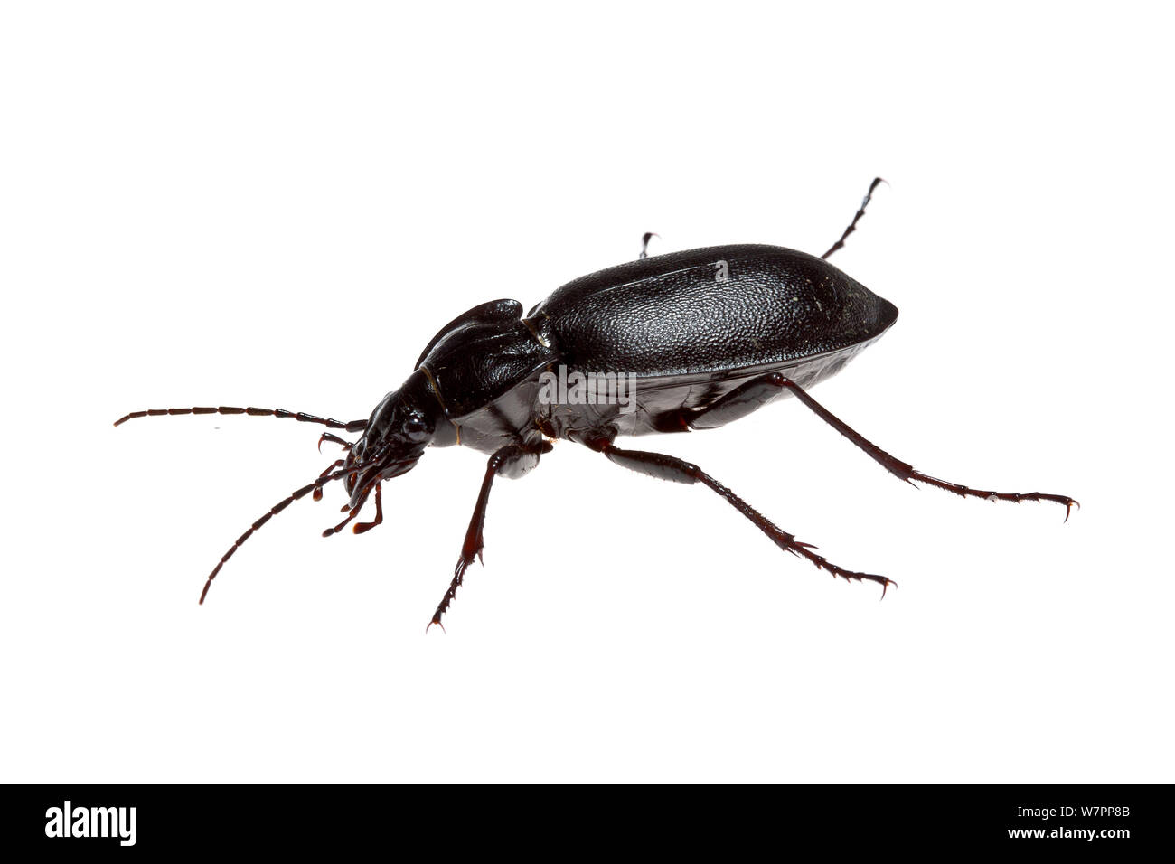 The Cretan endemic ground beetle (Carabus banoni), Heraklion, Crete, Greece meetyourneighbours.net project Stock Photo