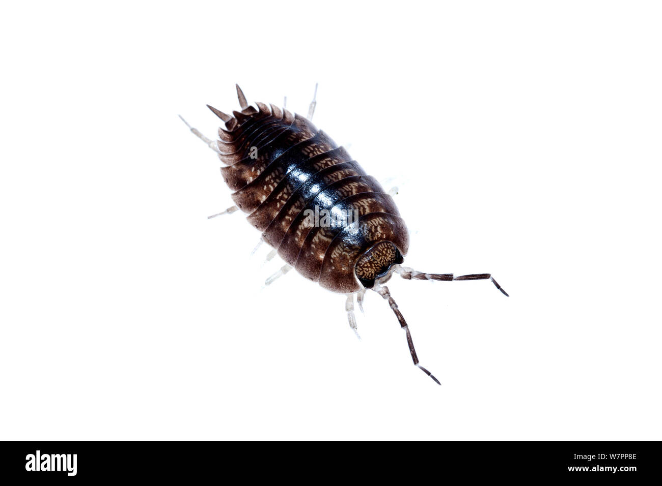 Smooth slater (Porcellio laevis) Heraklion, Crete, Greece, March meetyourneighbours.net project Stock Photo