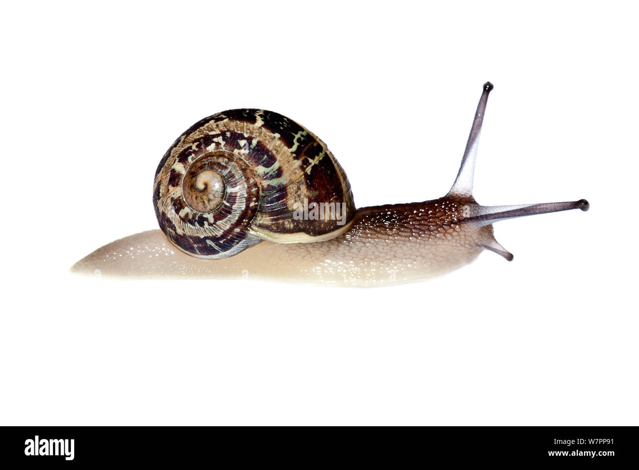 Common garden snail (Helix / Cantareus aspersus), Heraklion, Crete, Greece meetyourneighbours.net project Stock Photo