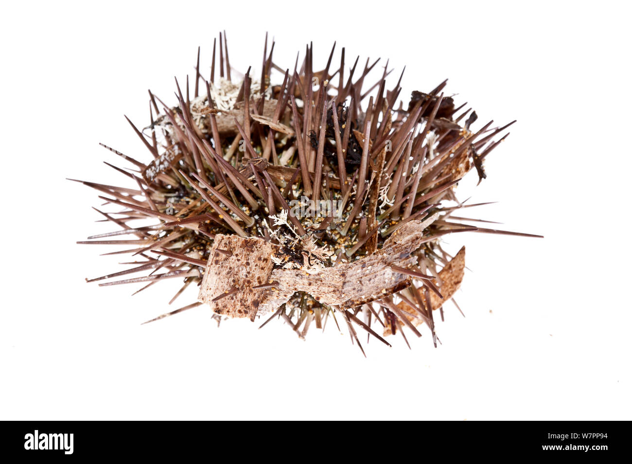 Purple sea urchin (Paracentrotus lividus) beached, Crete, meetyourneighbours.net project Stock Photo