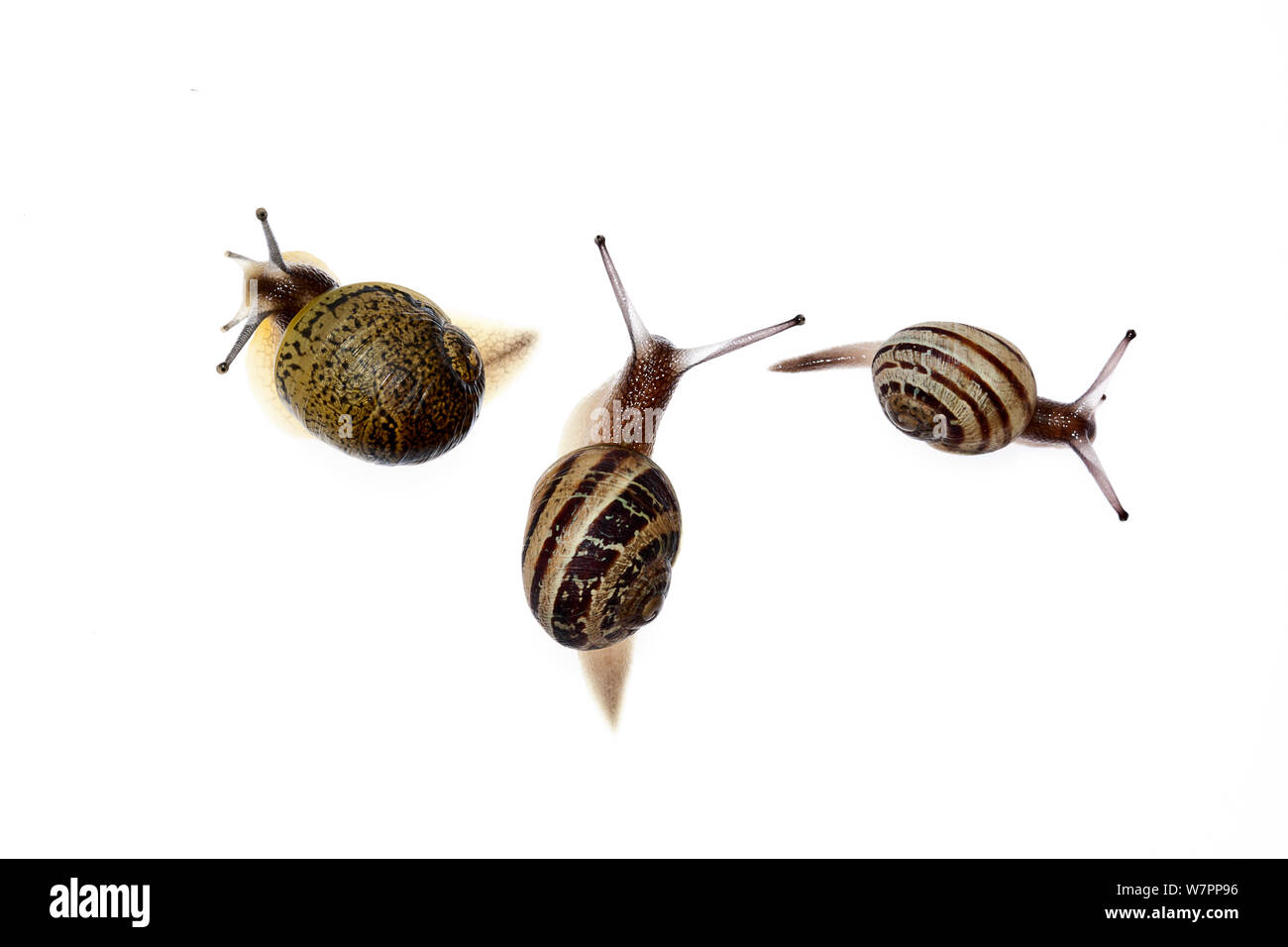 Three different species of garden snails, Common garden snail (Helix / Cantareus aspersus), White garden snail (Theba pisana) Heraklion, Crete, Greece meetyourneighbours.net project Stock Photo
