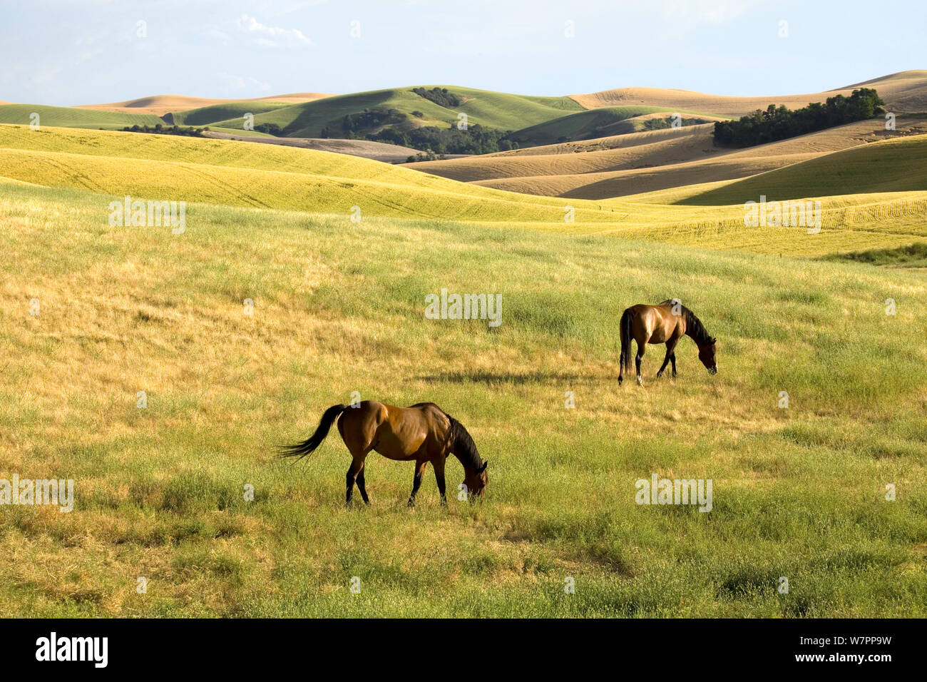 Horses (Equues caballus) grazing in open landscape. Columbia County - Eastern Washington. Washington, USA, August. Stock Photo