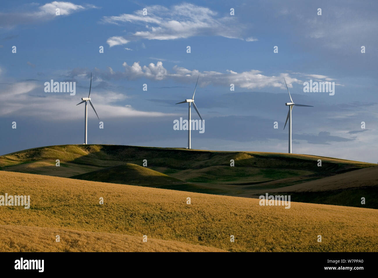 Marengo Wind Facility near Dayton. Washington, USA. August 2011. Stock Photo