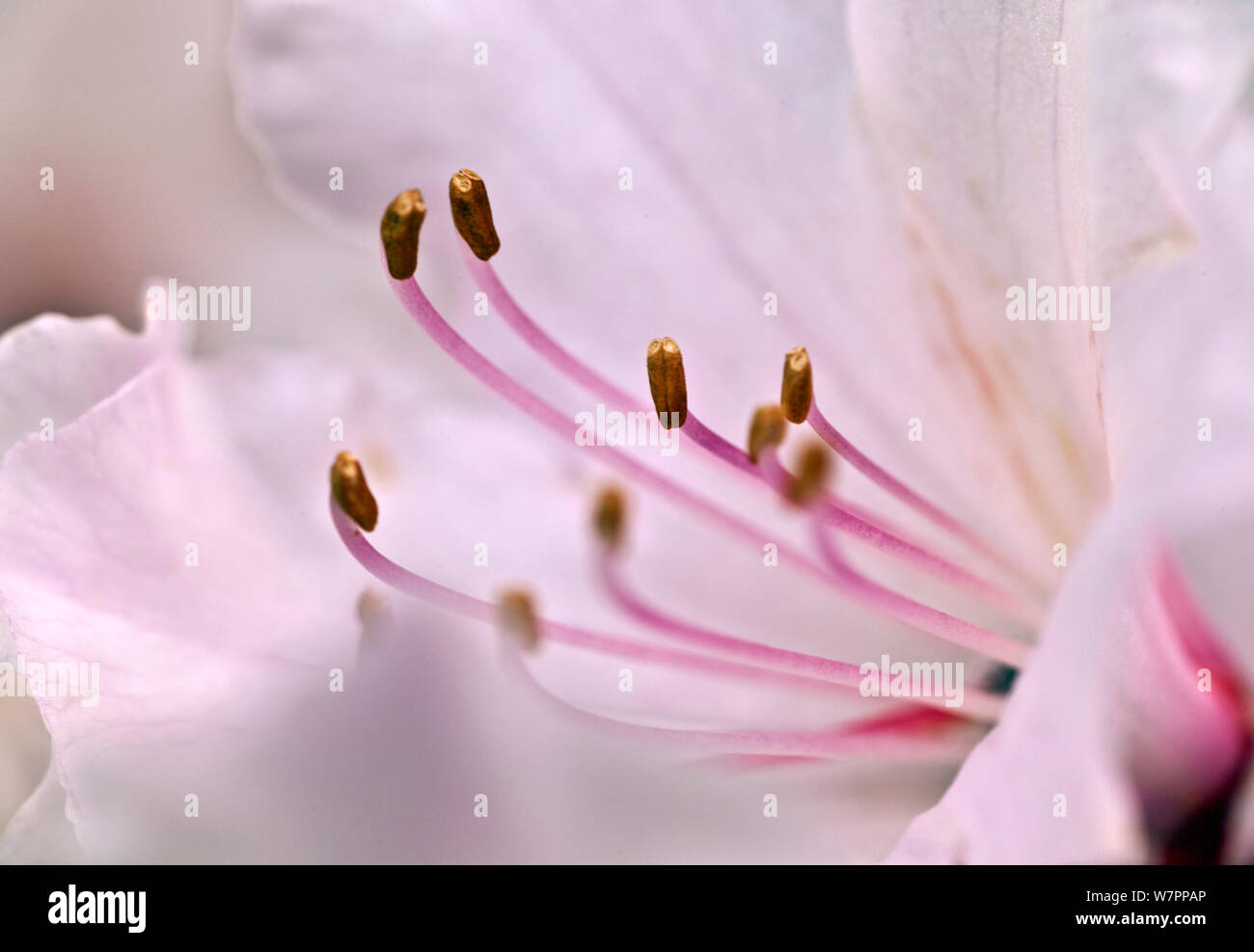 Rhododendron (Rhododendron sp.) flower and anthers. Washington, USA, April 2012. Stock Photo