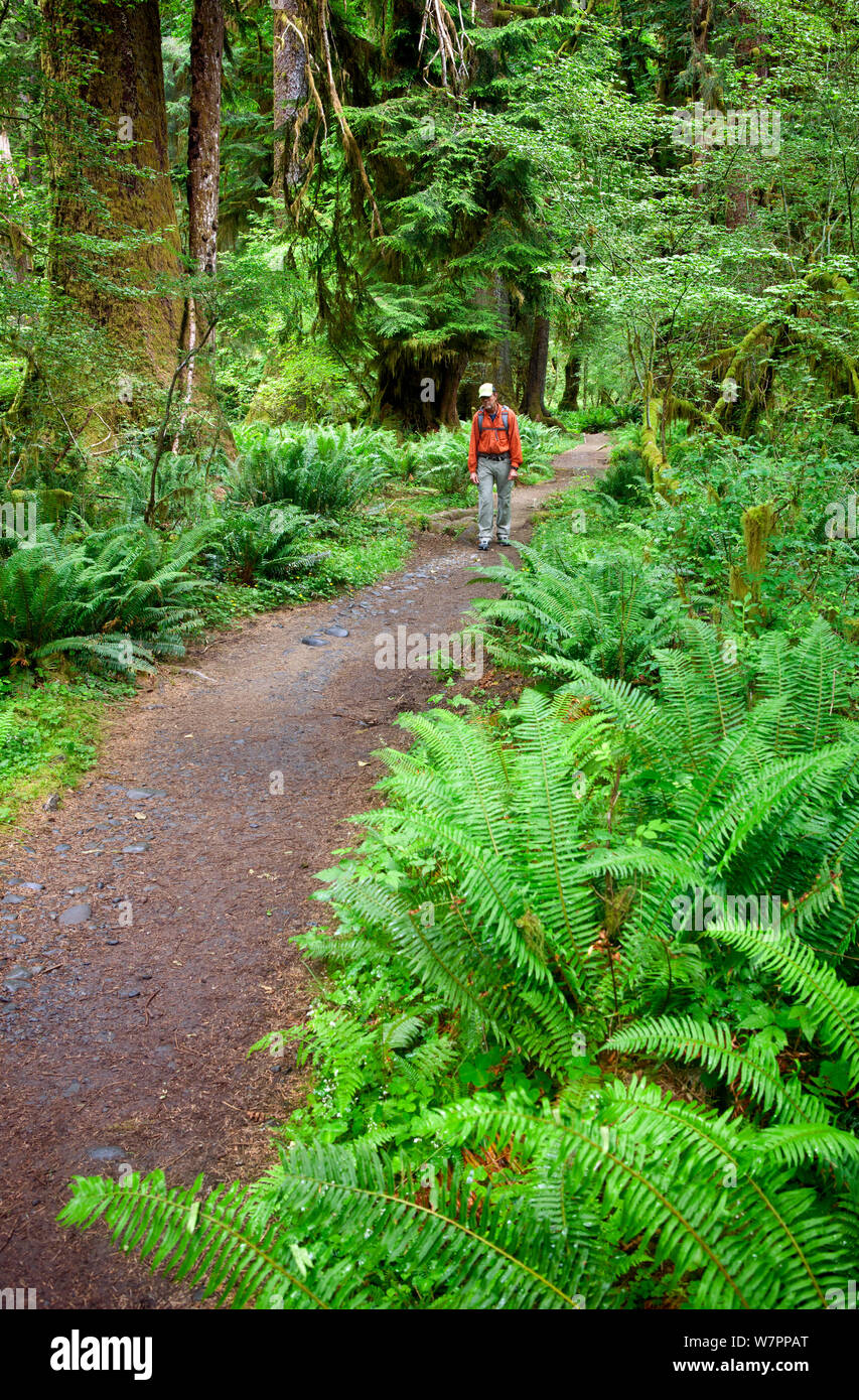 Hiker walking on the Hoh River Trail in Olympic National Park. Washington, USA, July. Model released. Stock Photo