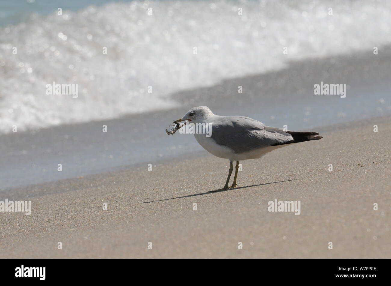 Ring-billed gull with prey in its beak Stock Photo