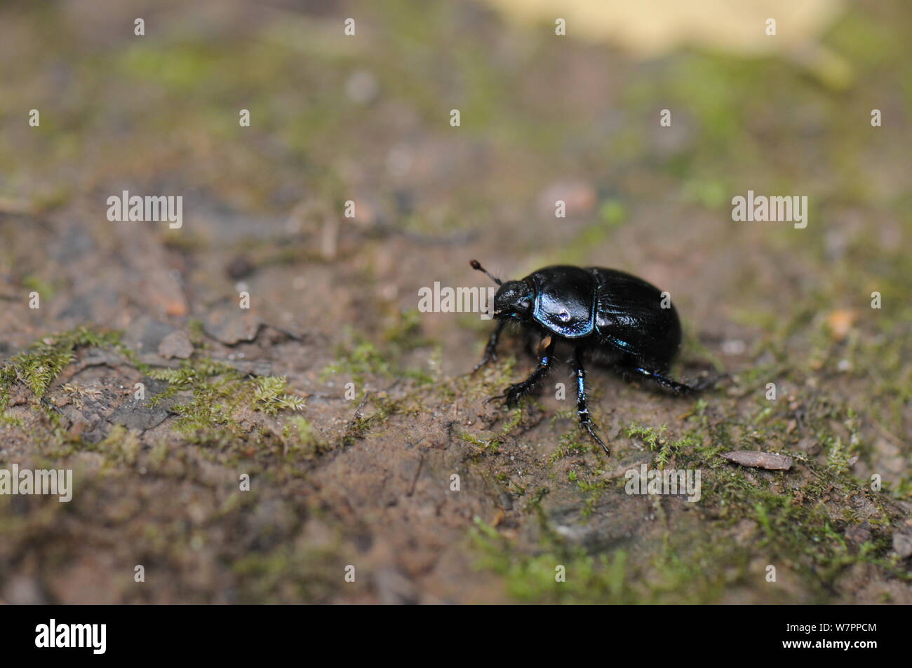 Dor beetle Stock Photo
