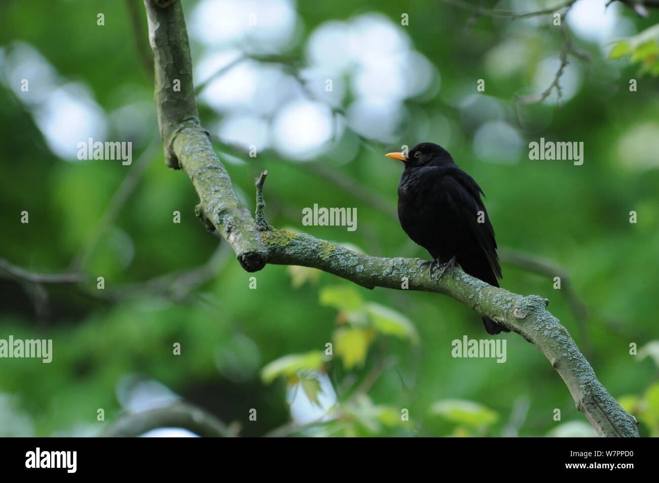 Male common blackbird sitting an a branch Stock Photo