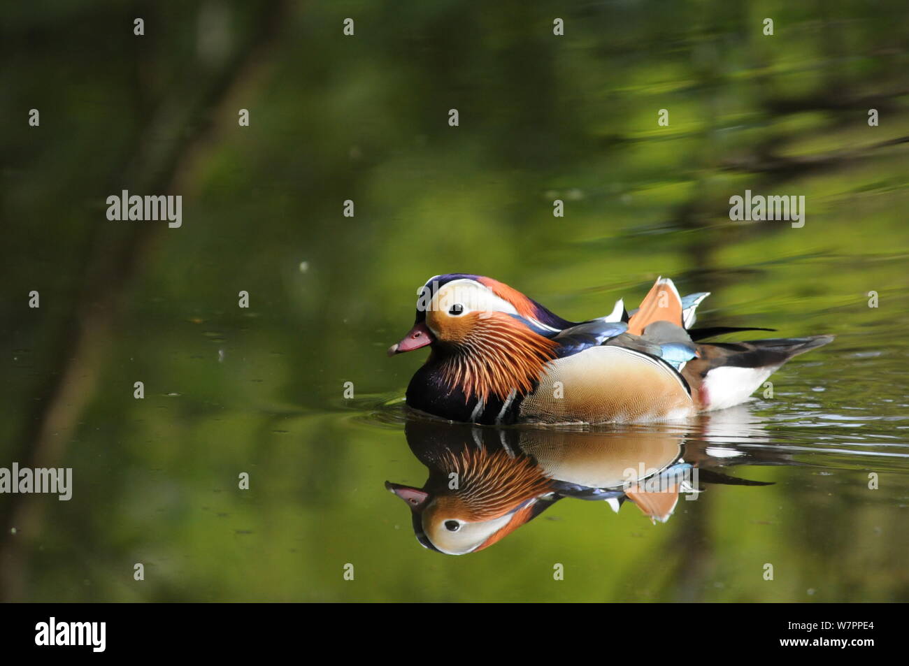 Male mandarin duck mirroring in water, swimming Stock Photo