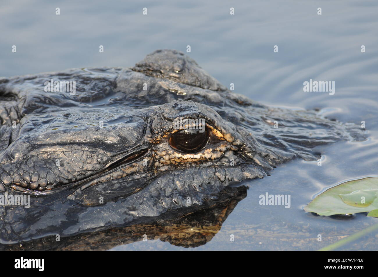 Closeup of an alligators head in the water, a bridge is reflected in his eye Stock Photo