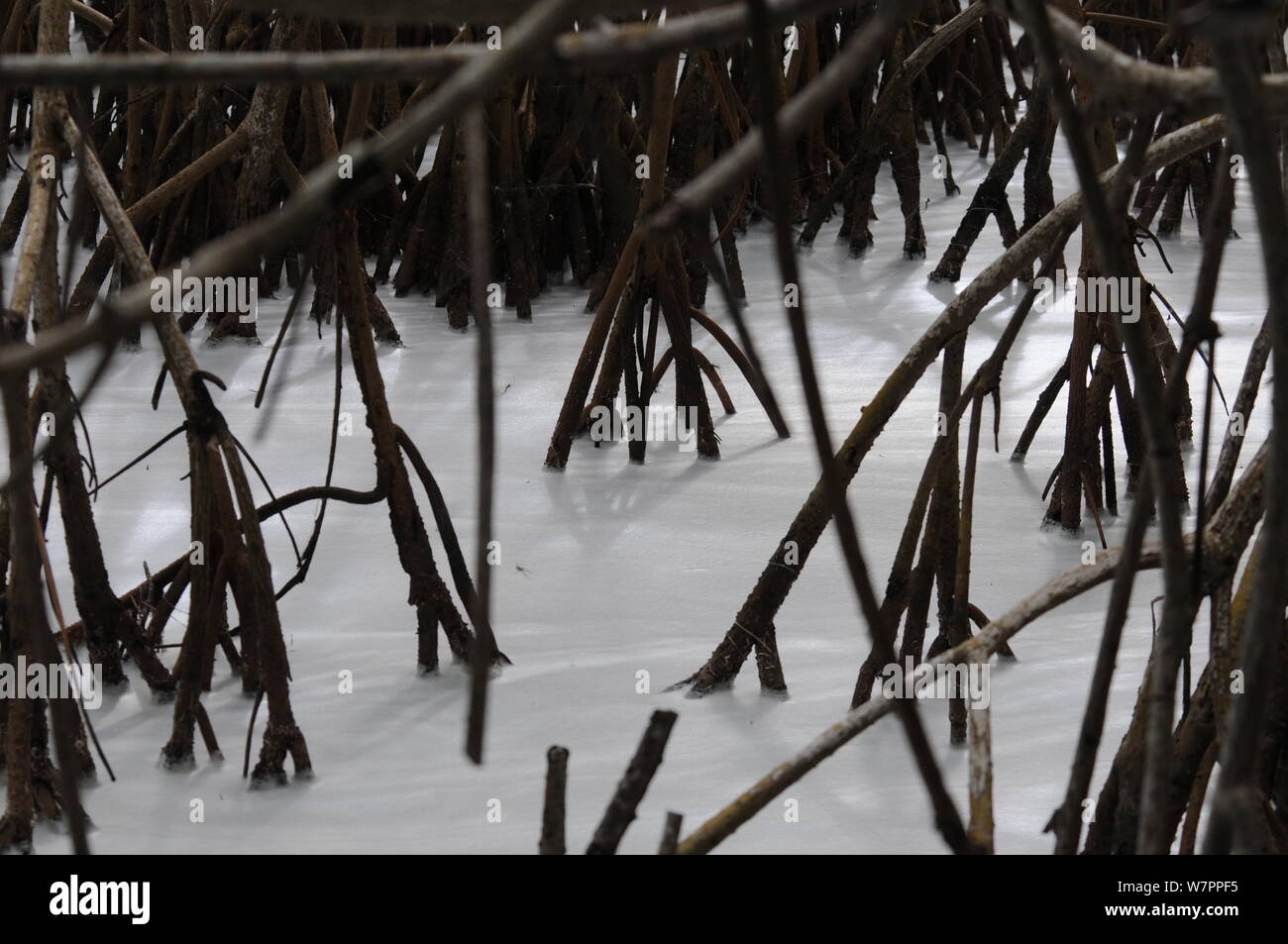 Roots of the red mangrove surrounded by salt water Stock Photo