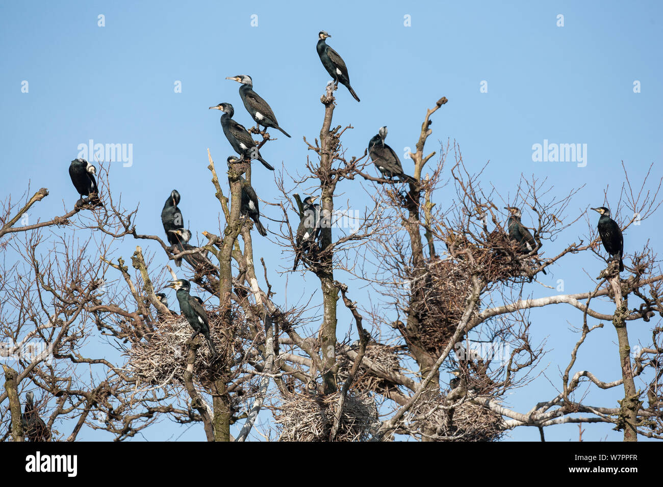 Great cormorants (Phalacrocorax carbo sinensis), adults in breeding plumage, perched on nesting trees of the colony in Niederhof, Germany, March Stock Photo
