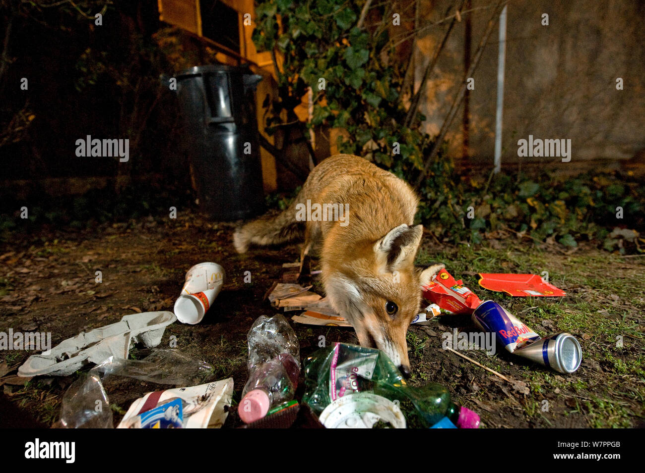 Urban fox bins hires stock photography and images Alamy