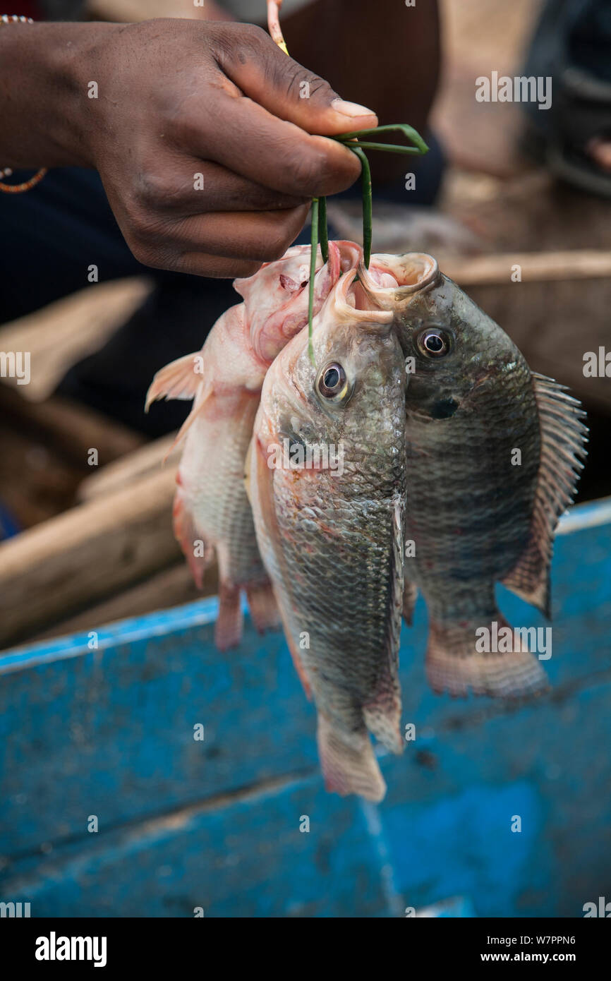 Fisherman holding Tilapia catch, Lake Edward, Queen Elizabeth National Park, Uganda, March 2007. Stock Photo