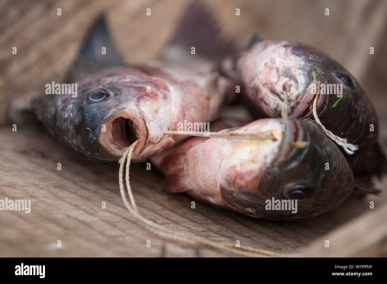 Tilapia catch strung together on a line, Lake Edward, Virunga National Park, Democratic Republic of the Congo. Stock Photo