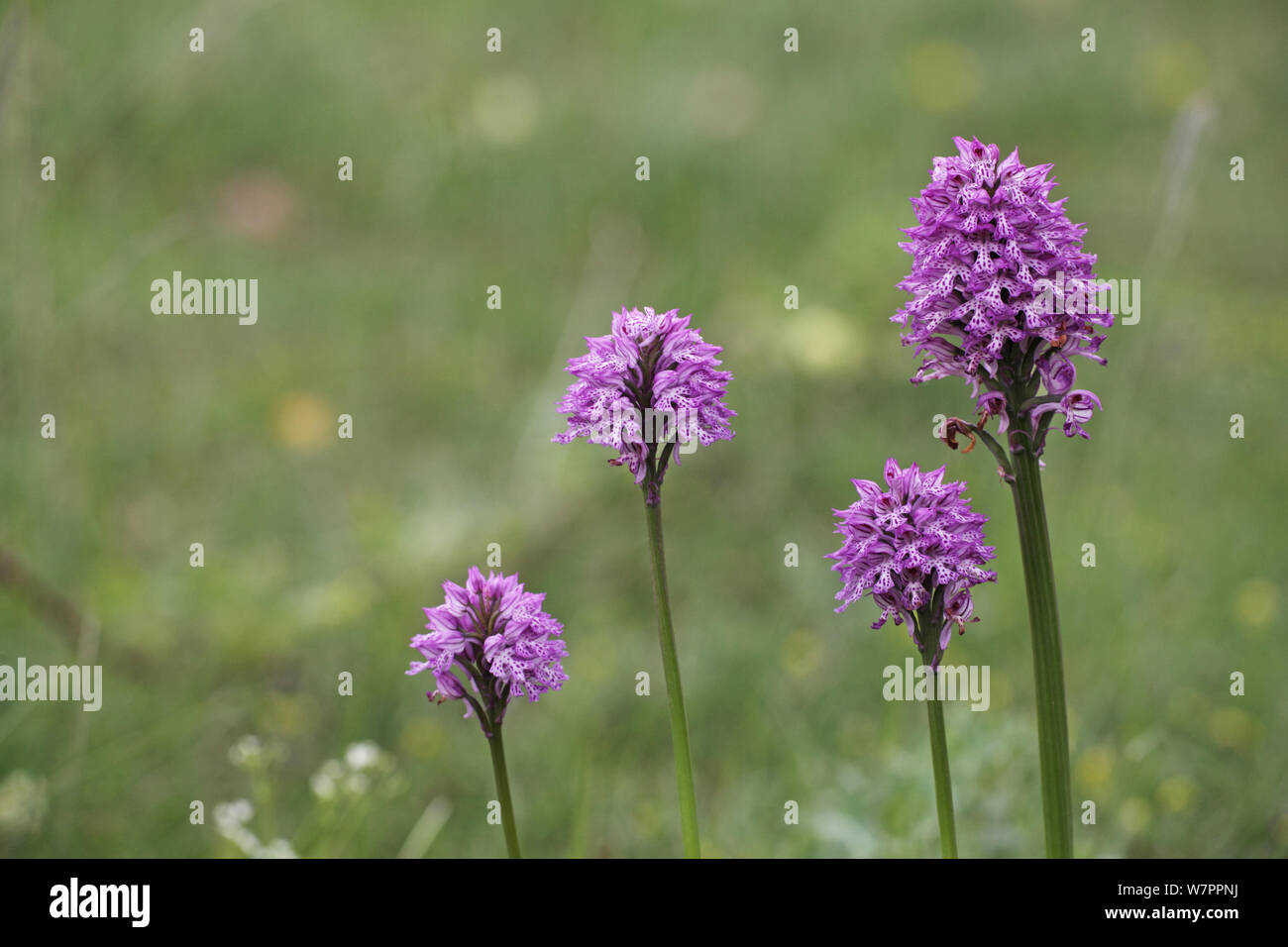 Toothed orchid (Orchis tridentata) Vercors National Park, France, June Stock Photo