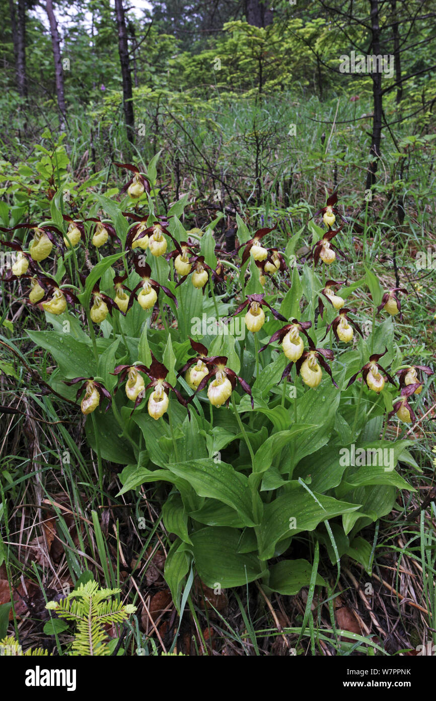 Lady's slipper orchid (Cypripedium calceolus) group in woodland, Vercors National Park, France, June Stock Photo