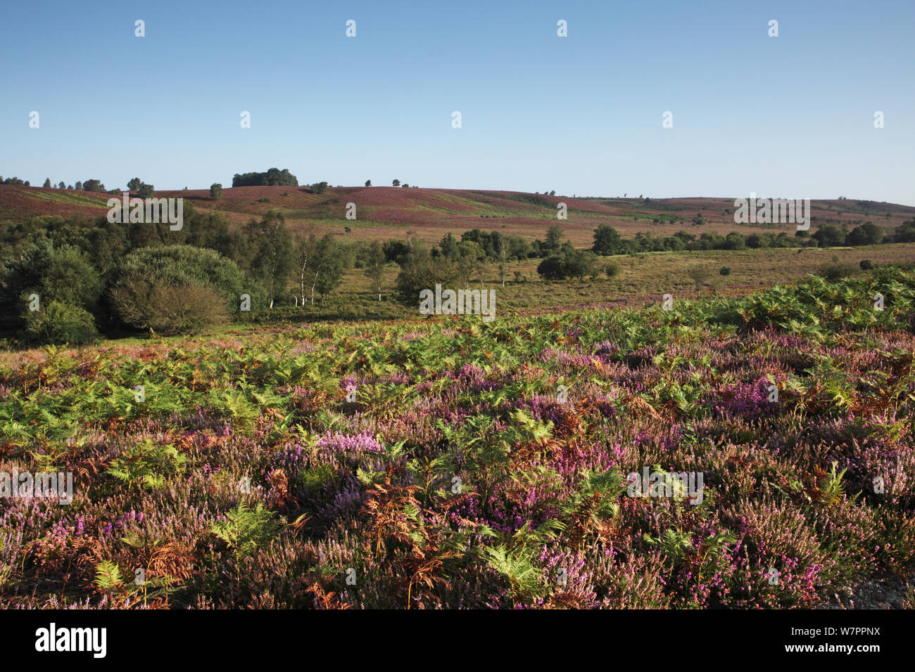 Heathland of Ibsley Common with Digden Bottom and Whitefield Plantation, from Rockford Common, New Forest National Park, Hampshire, England, UK, August Stock Photo