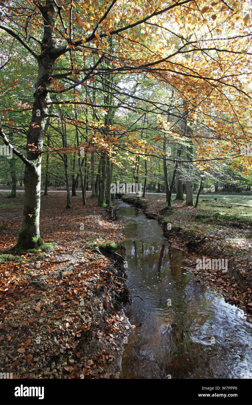 Blackensford Brook, North Oakley Inclosure, New Forest National Park, Hampshire, England, UK, October Stock Photo