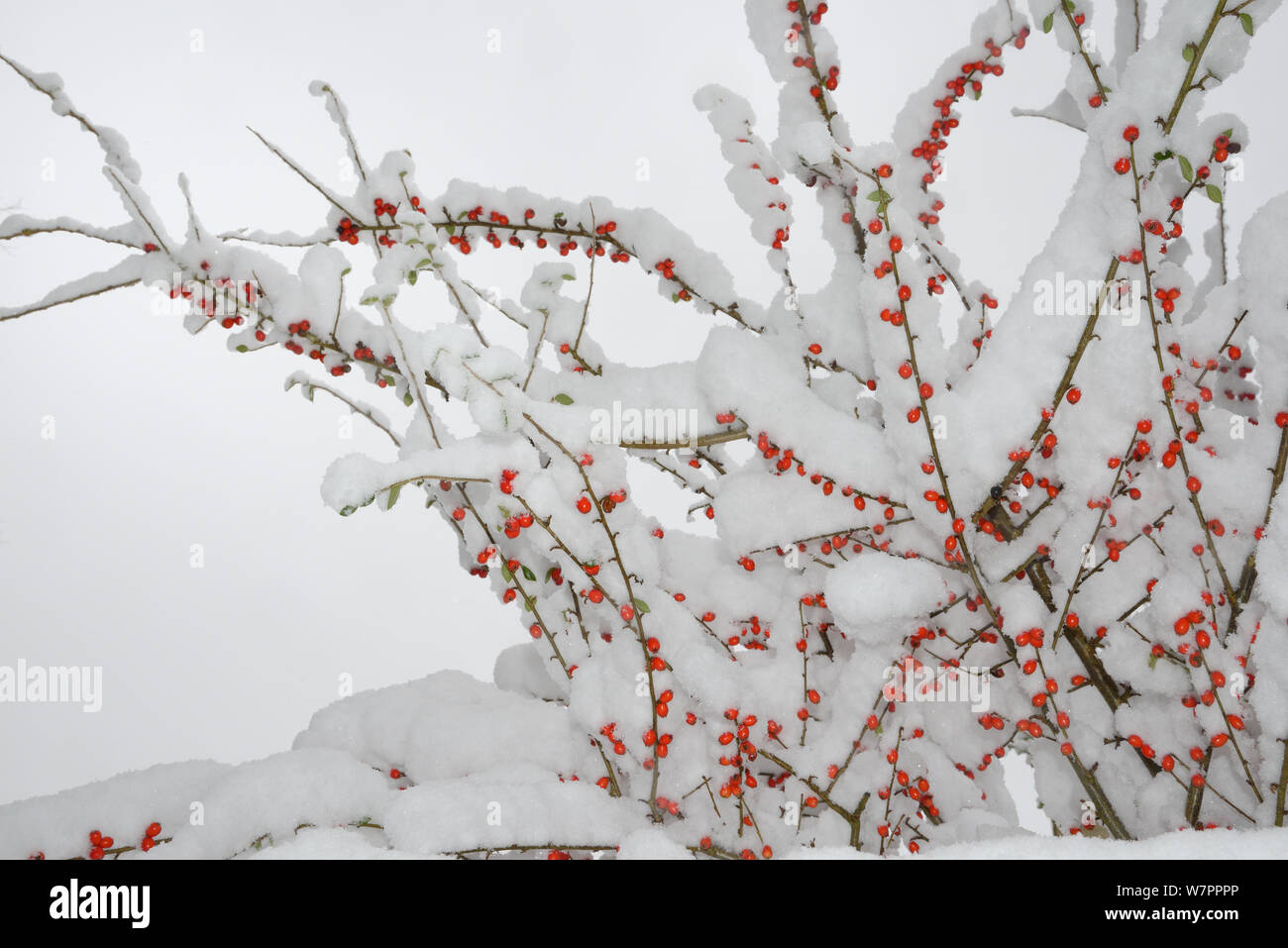 Red Cotoneaster (Cotoneaster) berries covered in thick snow in garden, Wiltshire, UK, January 2013 Stock Photo