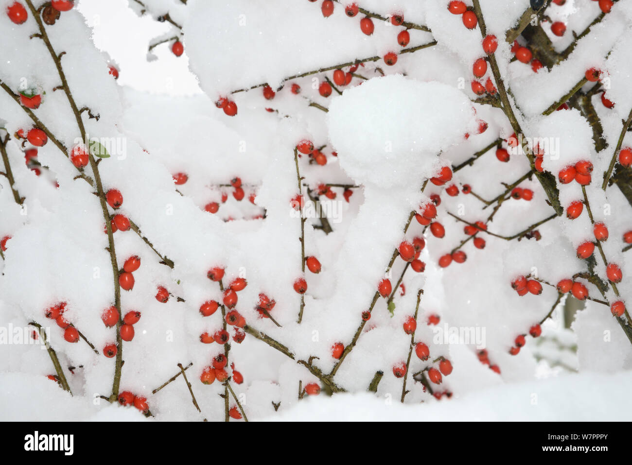 Red Cotoneaster (Cotoneaster) berries covered in thick snow in garden, Wiltshire, UK, January 2013 Stock Photo