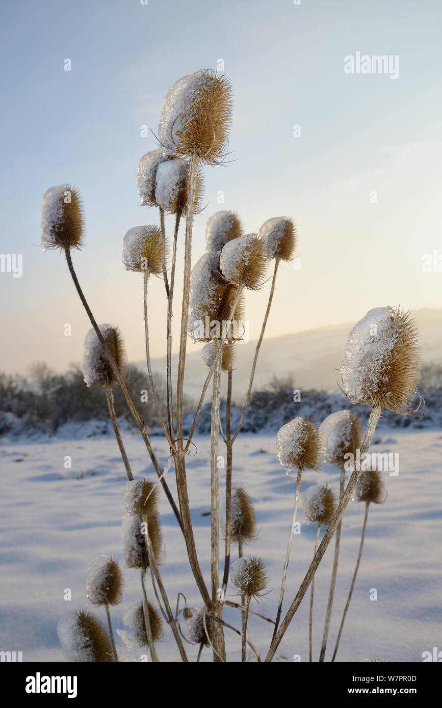 Seedheads of Common teasel (Dipsacus fullonum) partly covered with icy melted snow, bordering snow covered pastureland in sunset light, Wiltshire, UK, January 2013 Stock Photo