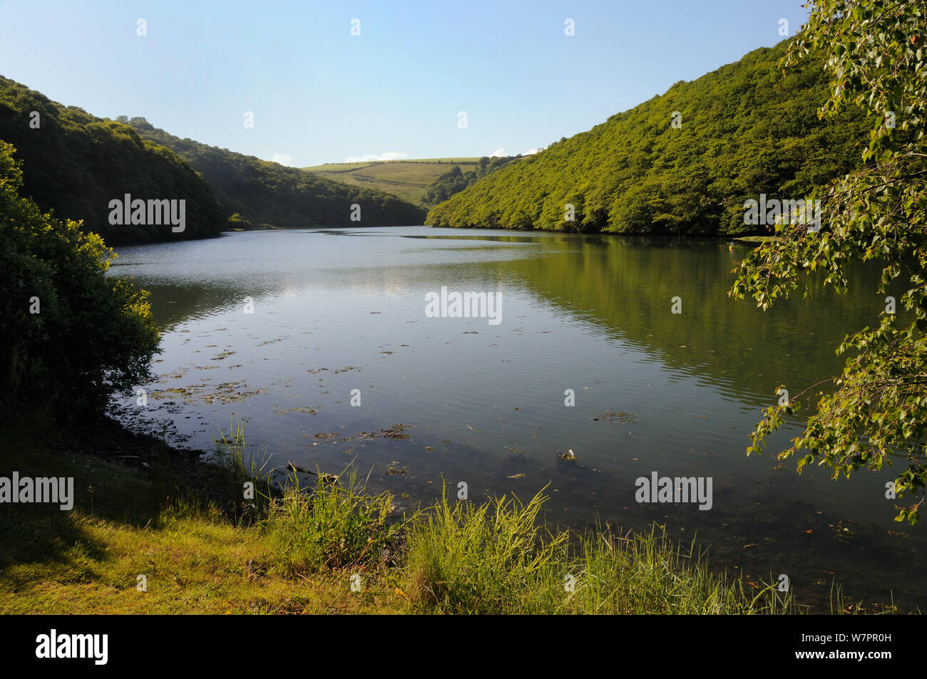 Looe river estuary at high tide with heavily wooded margins, Looe, Cornwall, UK, June 2012 Stock Photo