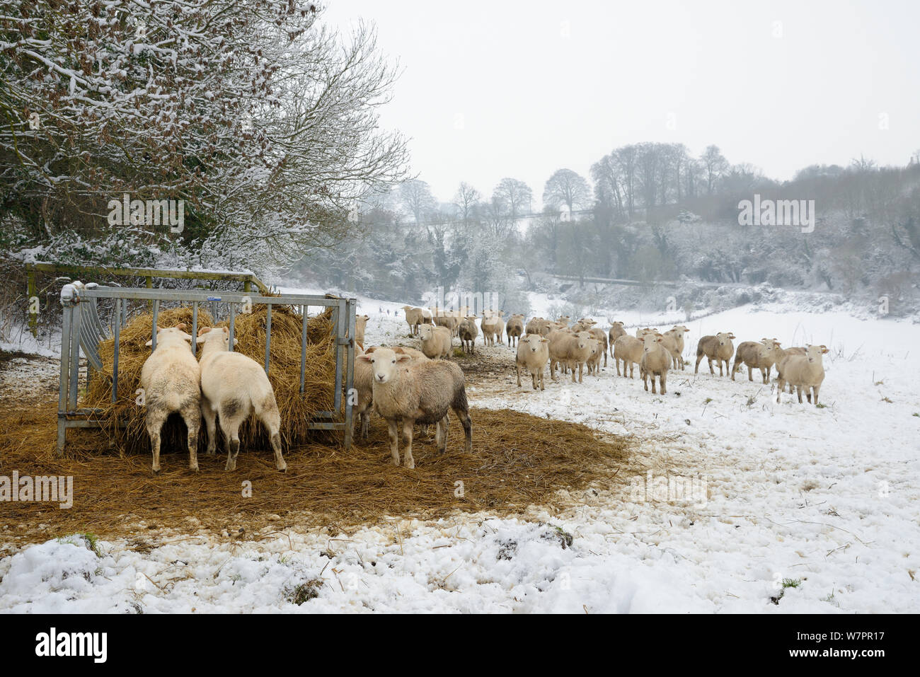 Herd Of Wiltshire Horn Sheep Ovis Aries Gathered Around Hay