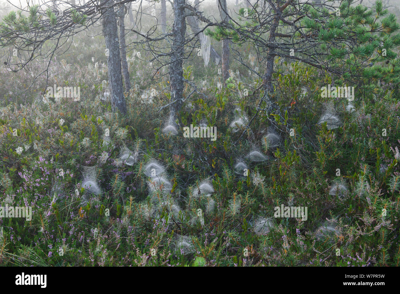 Pine trees growing in bog habitat with understorey vegetation covered with spiders' webs,  misty  morning, Etonia, August 2011. Stock Photo