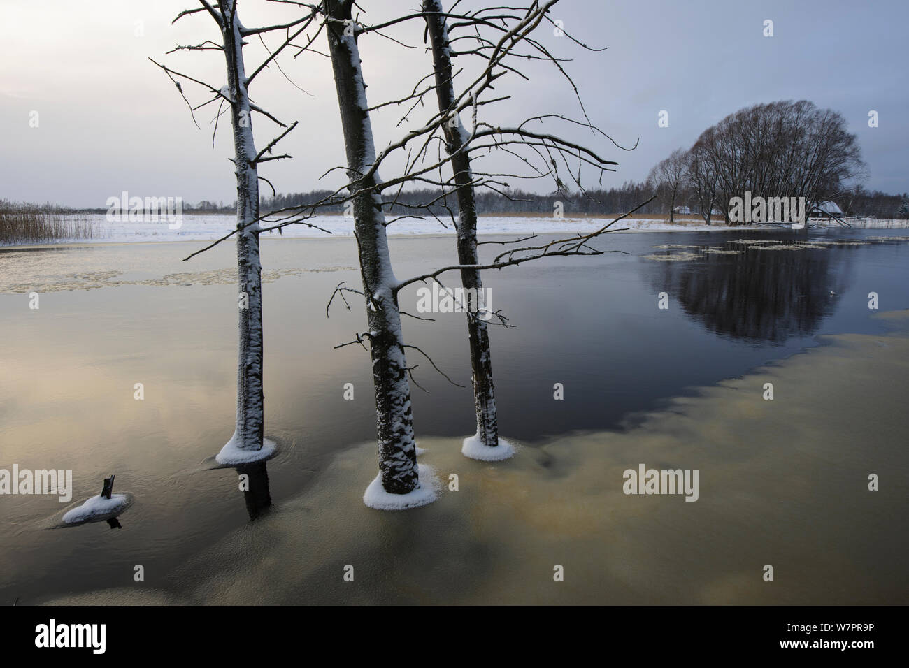 Flooding along the Suur-Emajagi river in Southern Estonia. January 2012. Stock Photo