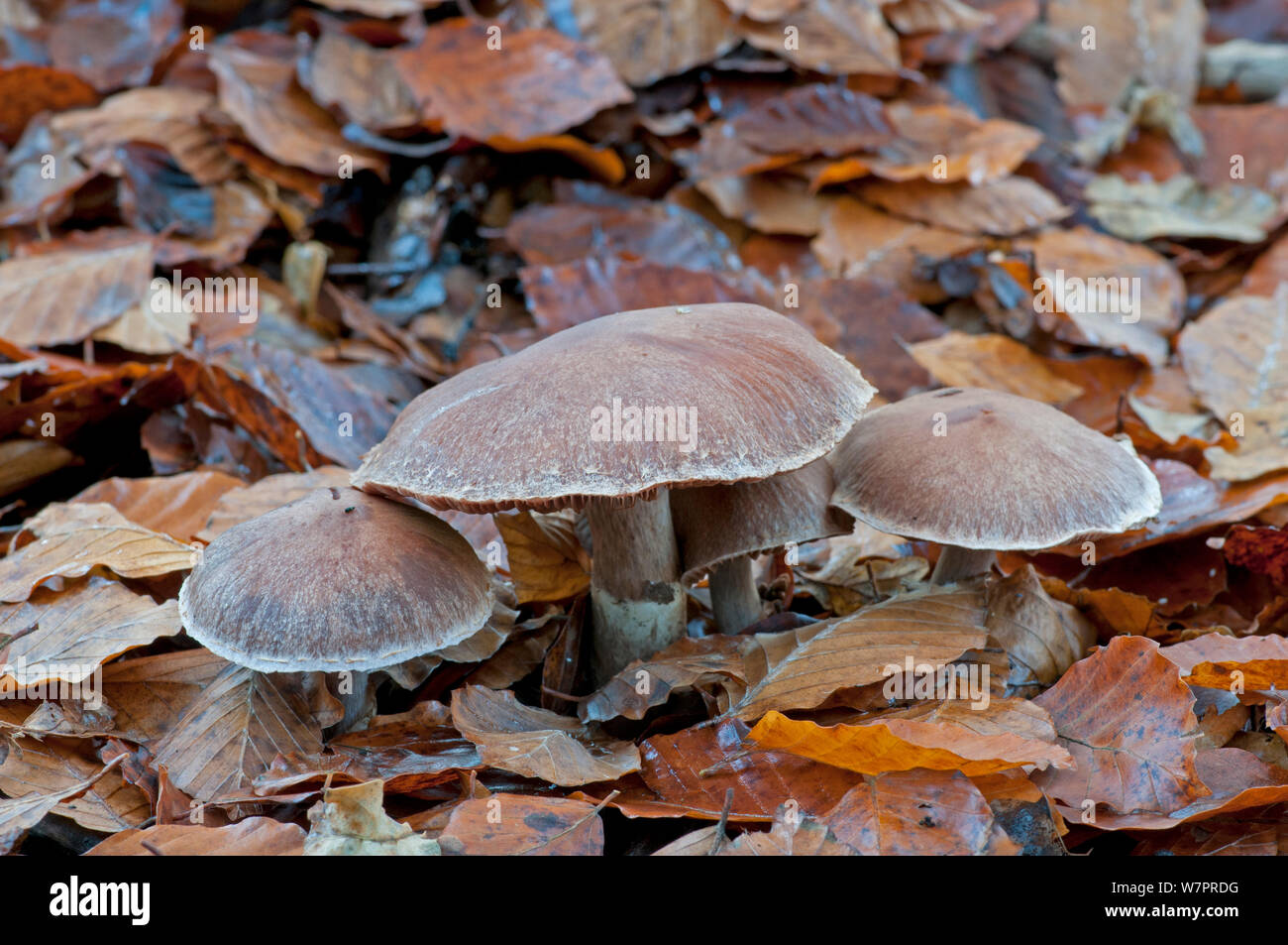 Cortinarius hi-res stock photography and images - Alamy