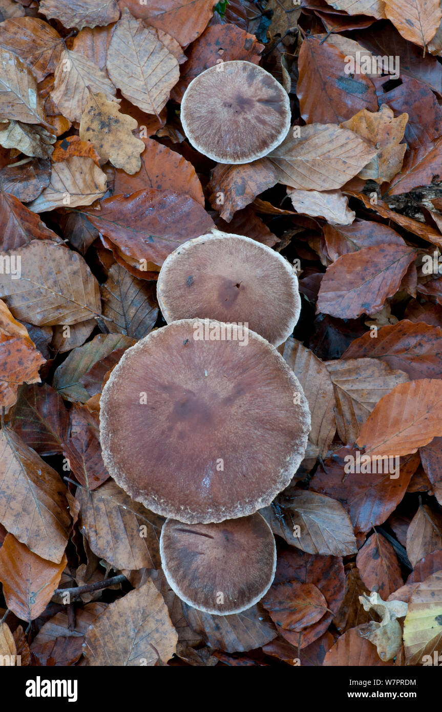 Cortinarius hi-res stock photography and images - Alamy