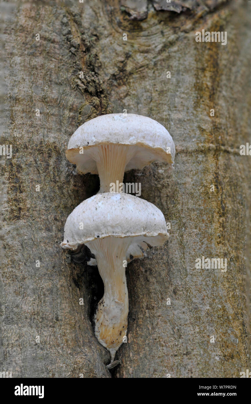 Pleurotus fungi (Pleurotus dryinus) growing on beech, Surrey, November. Stock Photo