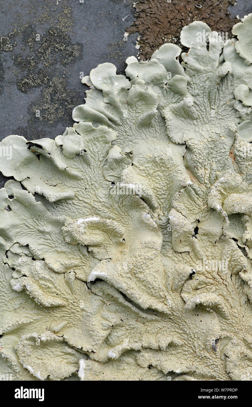 Lichen (Parmelia caperata) close up of surface, on gravestone, Devon, England, July Stock Photo