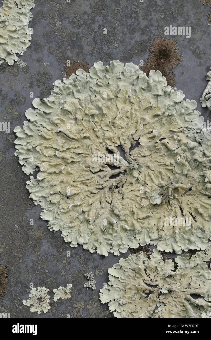 Lichen (Parmelia caperata) on gravestone, Devon, England, July Stock Photo