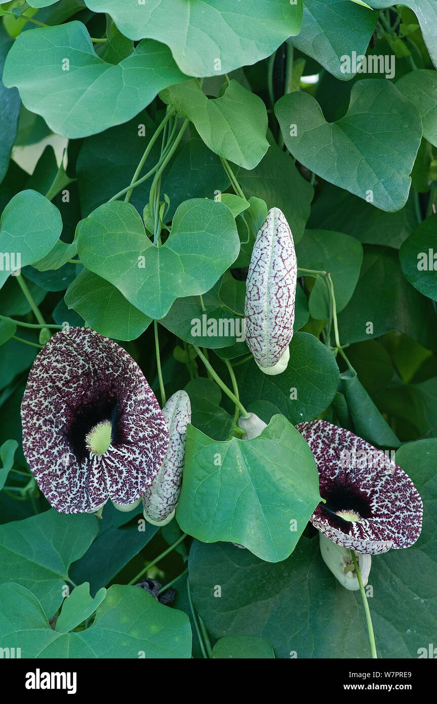 Calico flower (Aristolochia littoralis) in botanic garden, Surrey, England Stock Photo Alamy