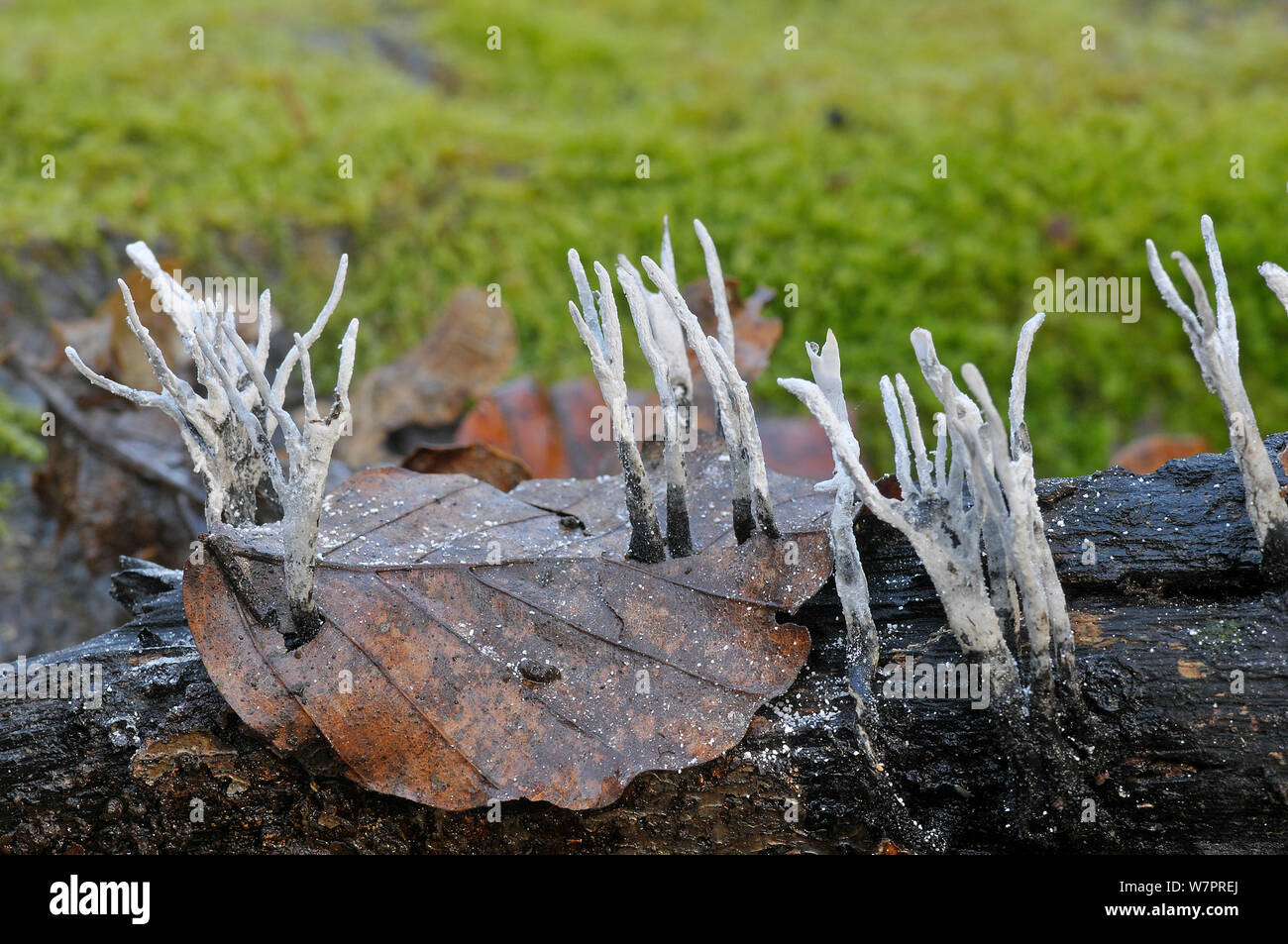 Candlesnuff Fungus (Xylaria hypoxylon) growing through beech leaf on tree trunk, with white spores visible, Sussex, England, November. Stock Photo
