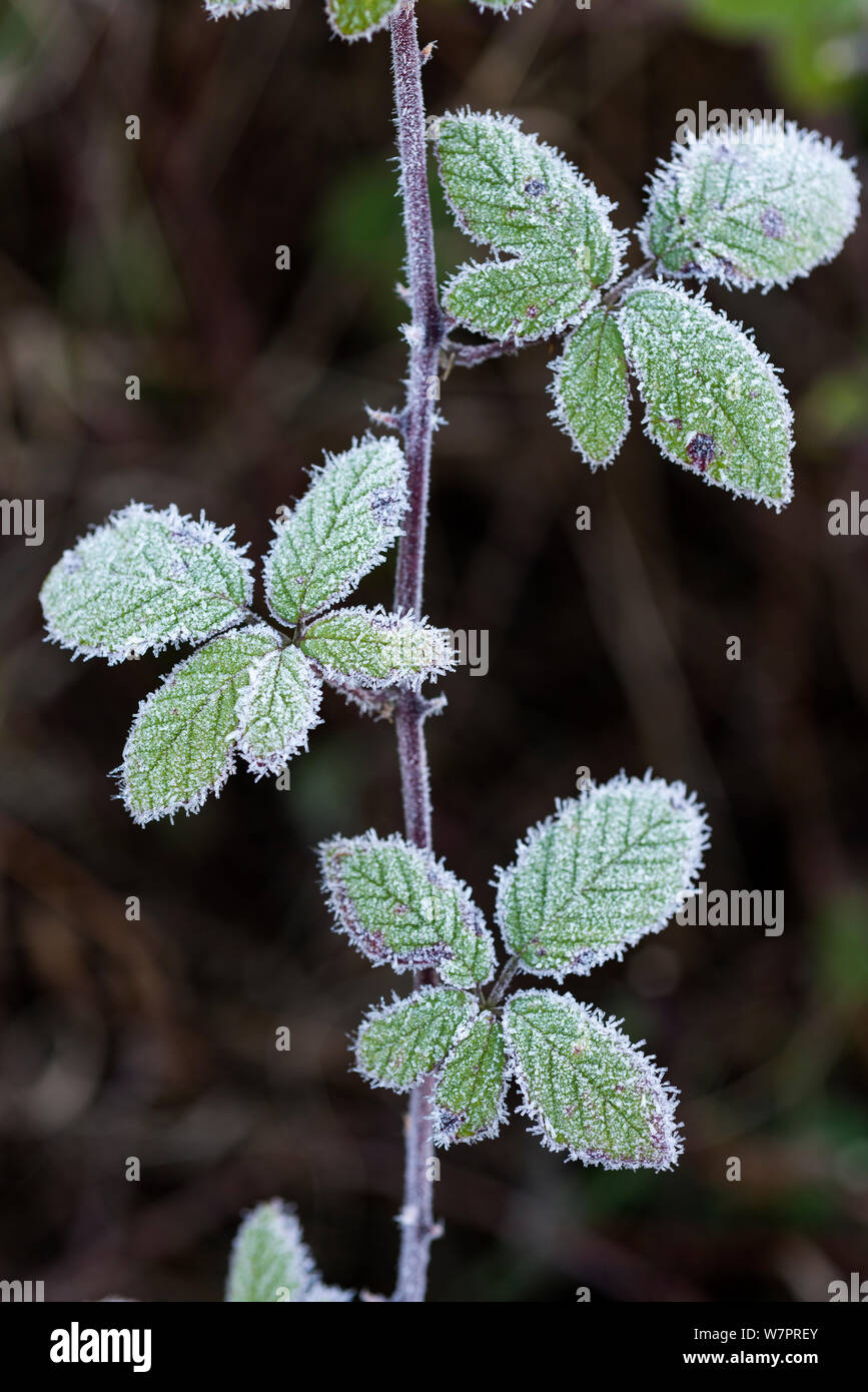Wild Bramble, (Rubus fruticosa) leaves covered in rime frost, England, December Stock Photo