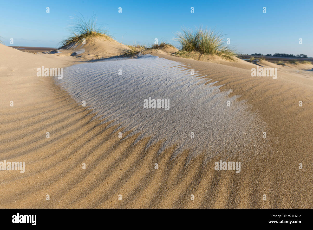 Sand dunes covered with with rime frost, Wells-next-the-sea, Norfolk, England, December Stock Photo