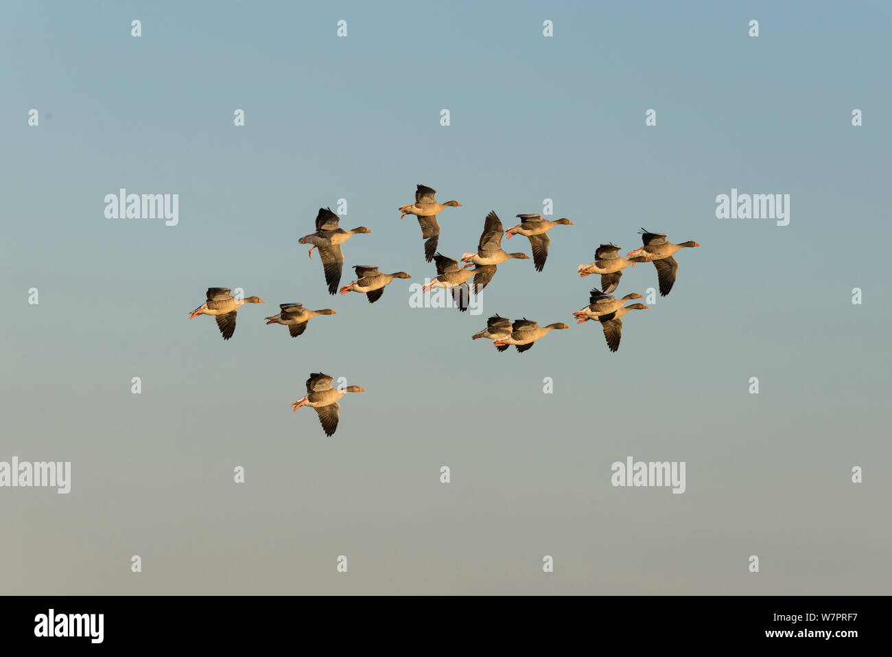Greylag Geese (Anser anser) small group in flight, Norfolk, England, December Stock Photo