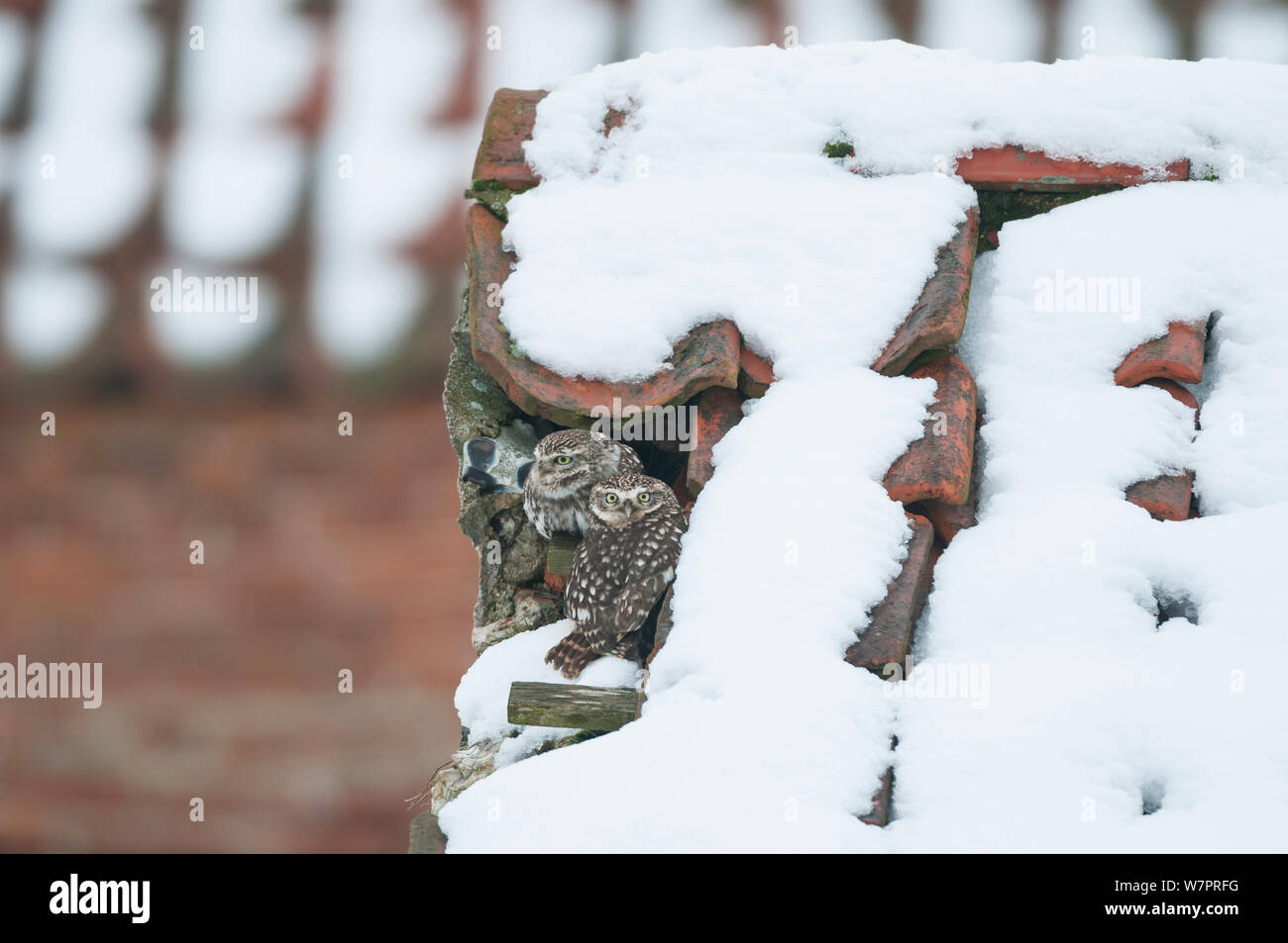 Little Owl (Athene noctua) pair of adults on roof of snow covered derelict barn, Norfolk, England, January Stock Photo