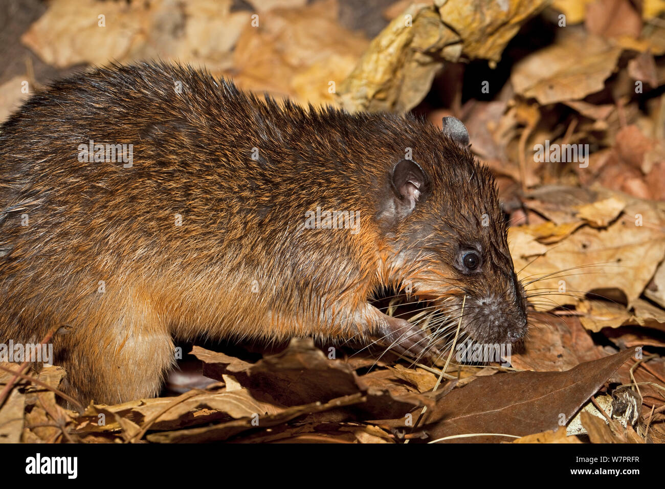 Water rat hires stock photography and images Alamy