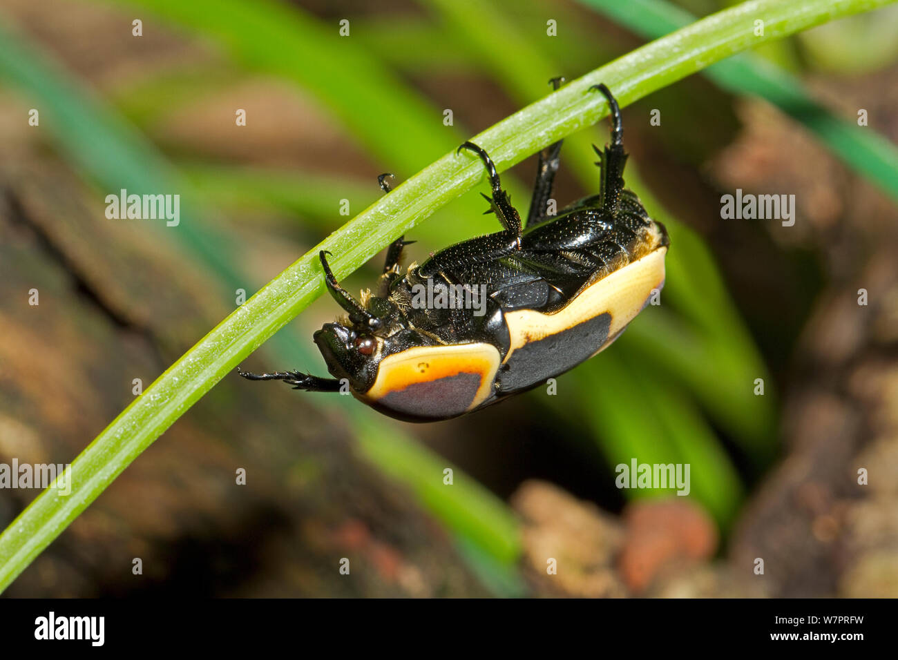 Sun Beetle (Pachnoda marginata peregrina) captive from West and Central ...
