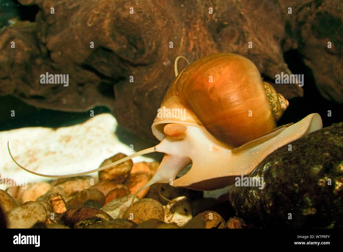 Apple Snail (Pomacea sp) feeding under water captive, from the Americas Stock Photo