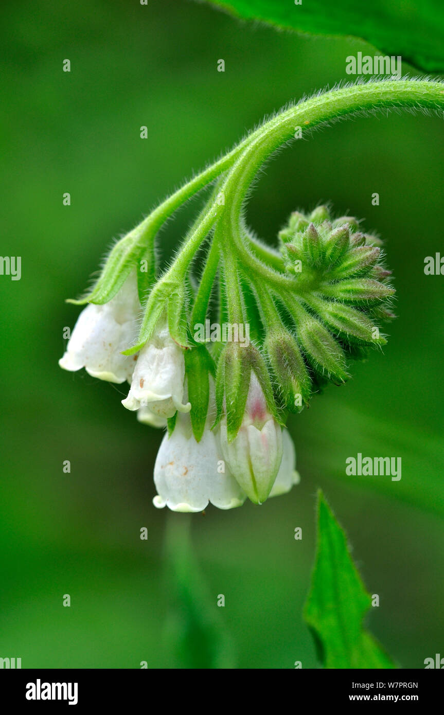 Common comfrey (Symphytum officinale) flower. Wiltshire, UK May Stock Photo