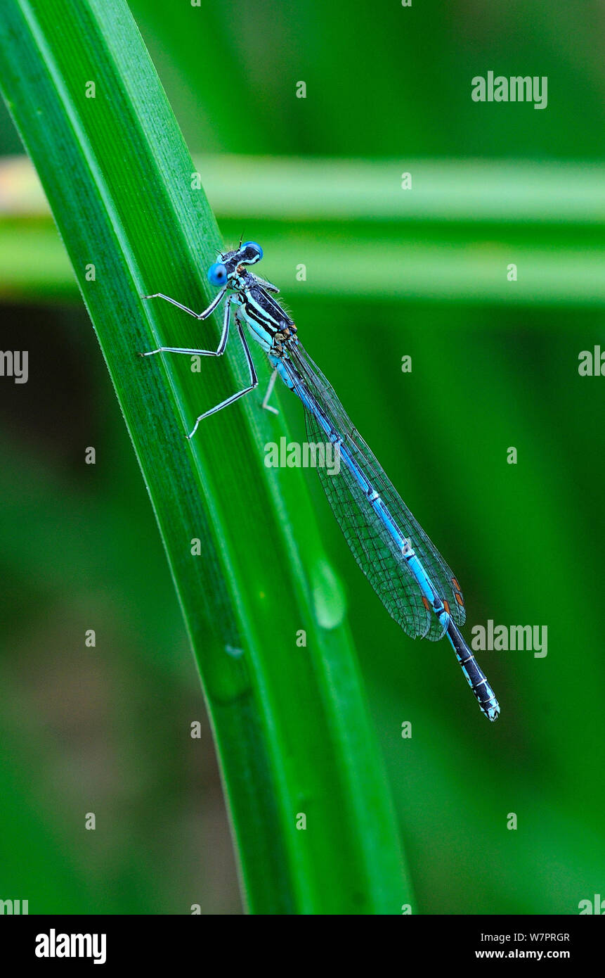 White legged damselflies uk hi-res stock photography and images - Alamy