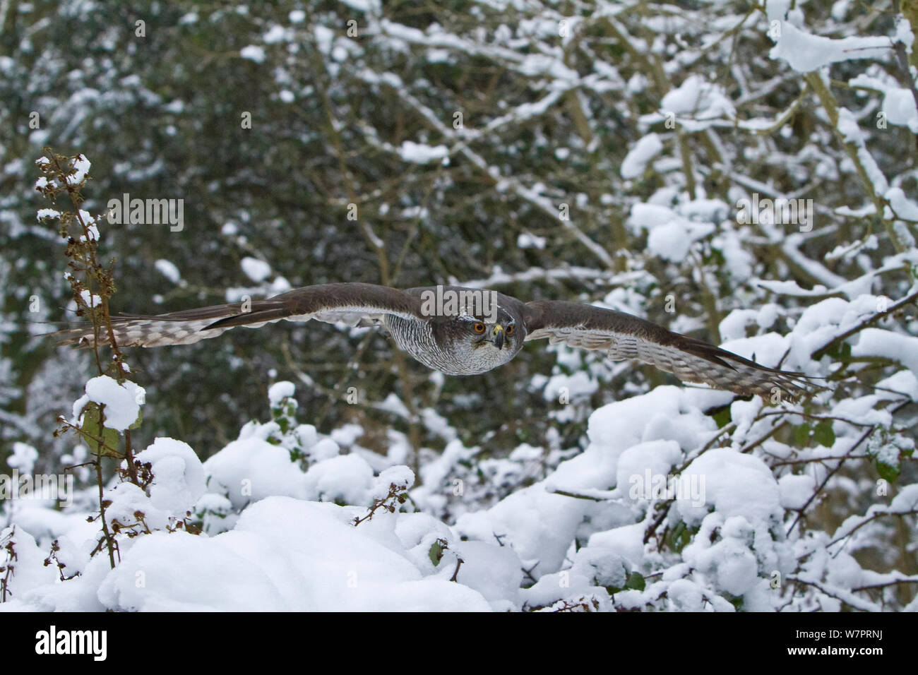 Goshawk (Accipiter gentilis) adult female flying in snowy woodland, trained bird, Somerset, UK, January Stock Photo