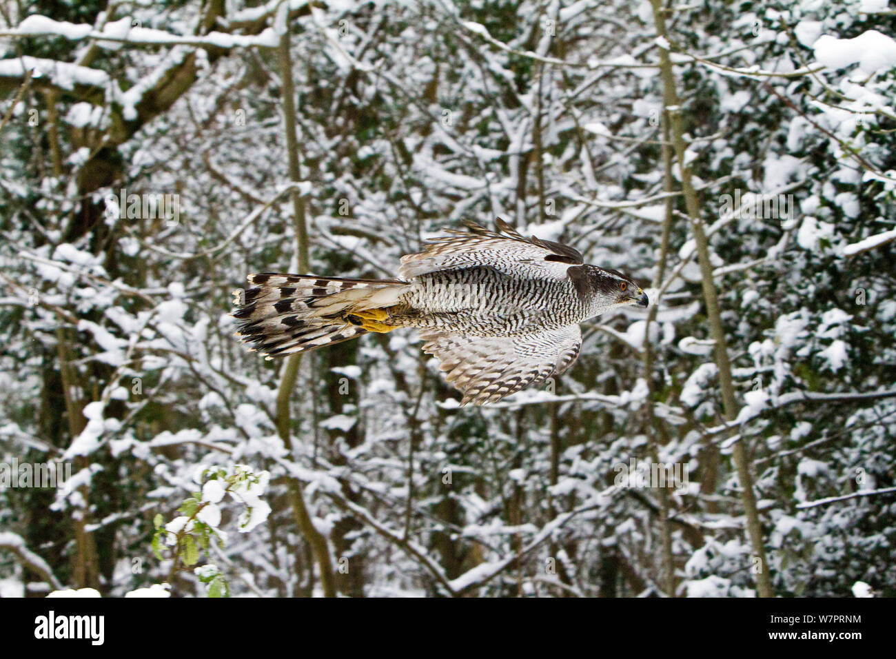 Goshawk (Accipiter gentilis) adult female flying in snowy woodland, trained bird, Somerset, UK, January Stock Photo