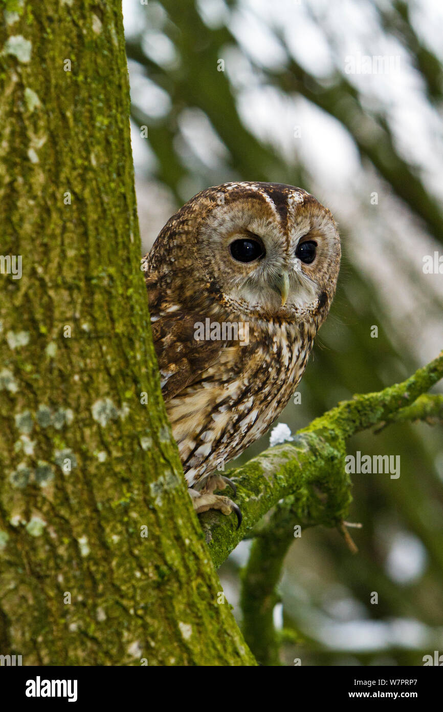 Tawny Owl (Strix aluco) adult female perched in tree, trained bird, Somerset, UK, January Stock Photo
