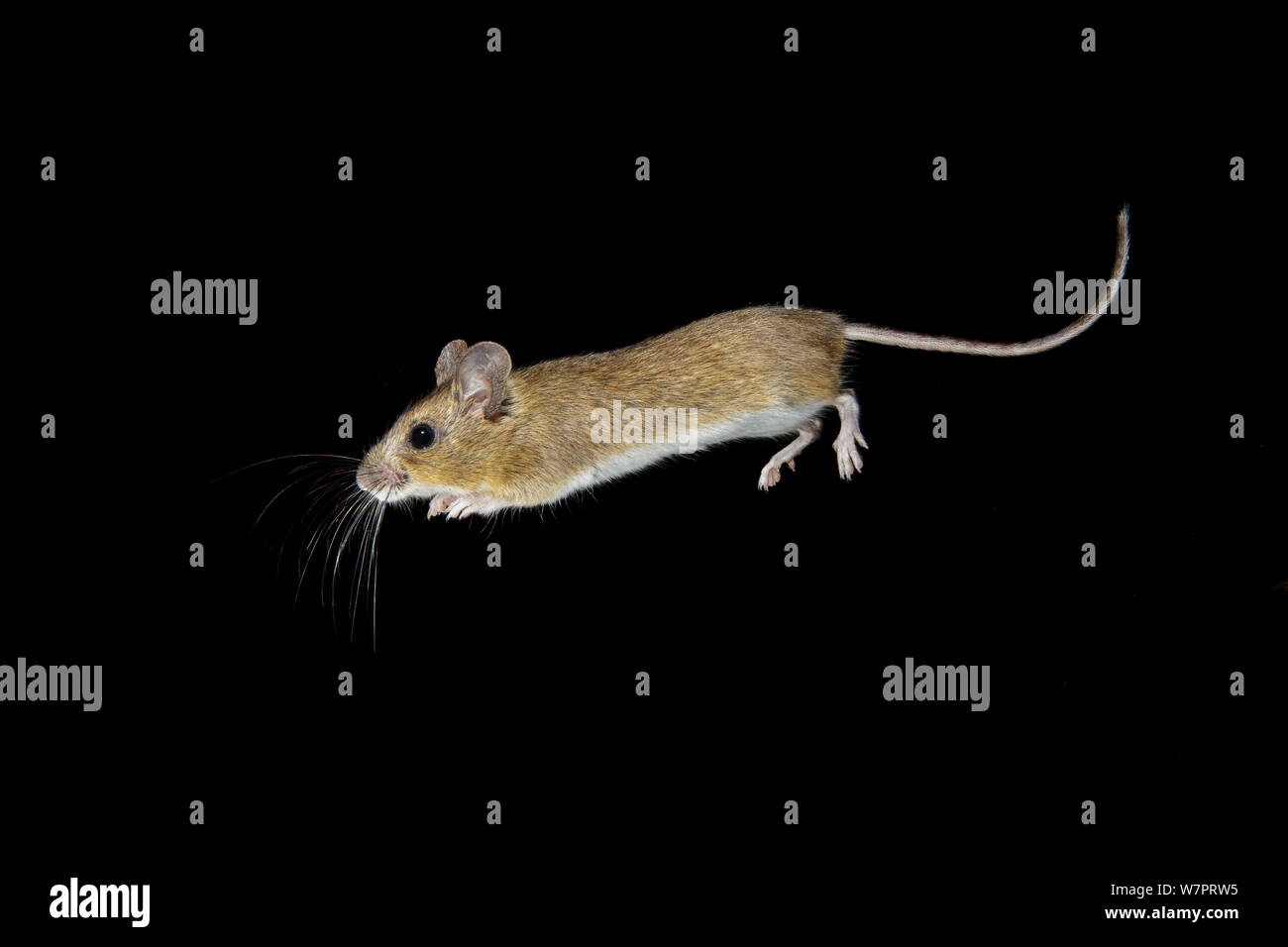 Jumping house mouse (Mus musculus) captured in mid jump, at night. Knapsatd, Norway, March. Stock Photo
